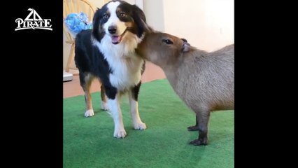 Un grand cochon d'eau qui aime les chiens