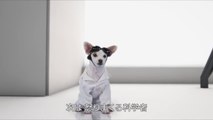 犬版『ドクター・ストレンジ』特別映像-sNo_VjSYbUc