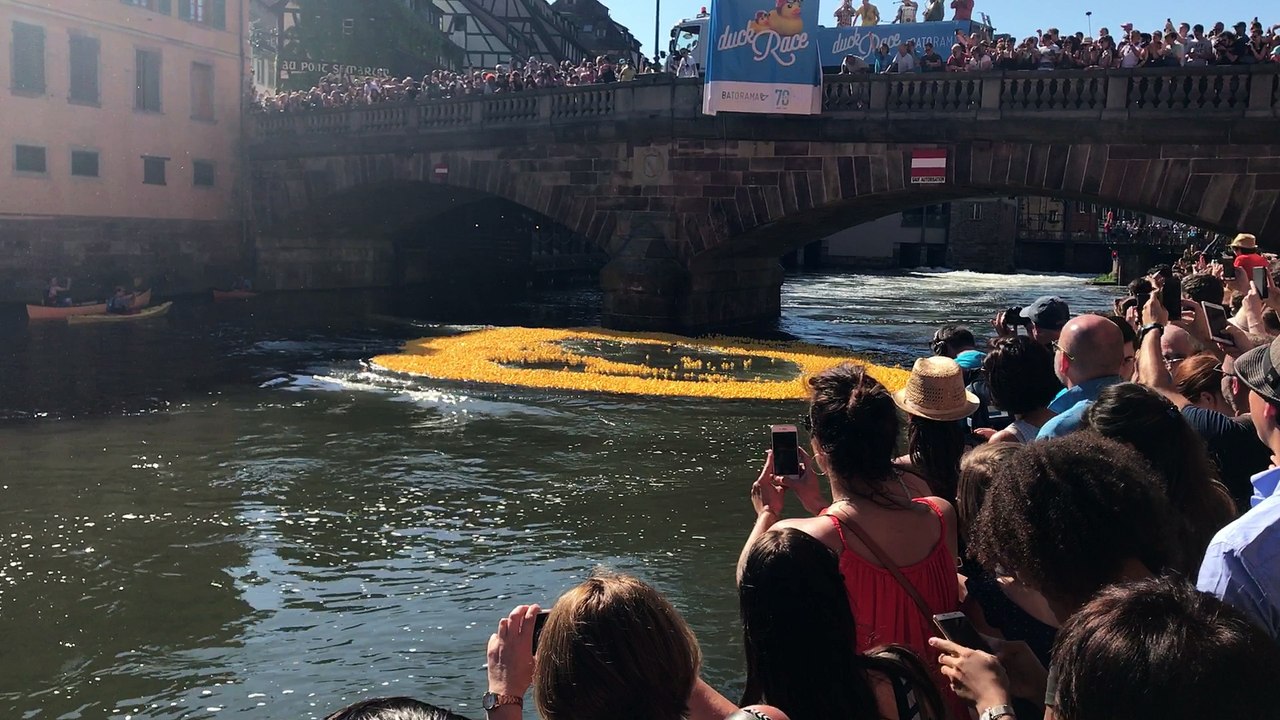 Duck Race : 15000 canards font le grand saut