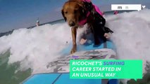 This surfing dog helps veterans and chil