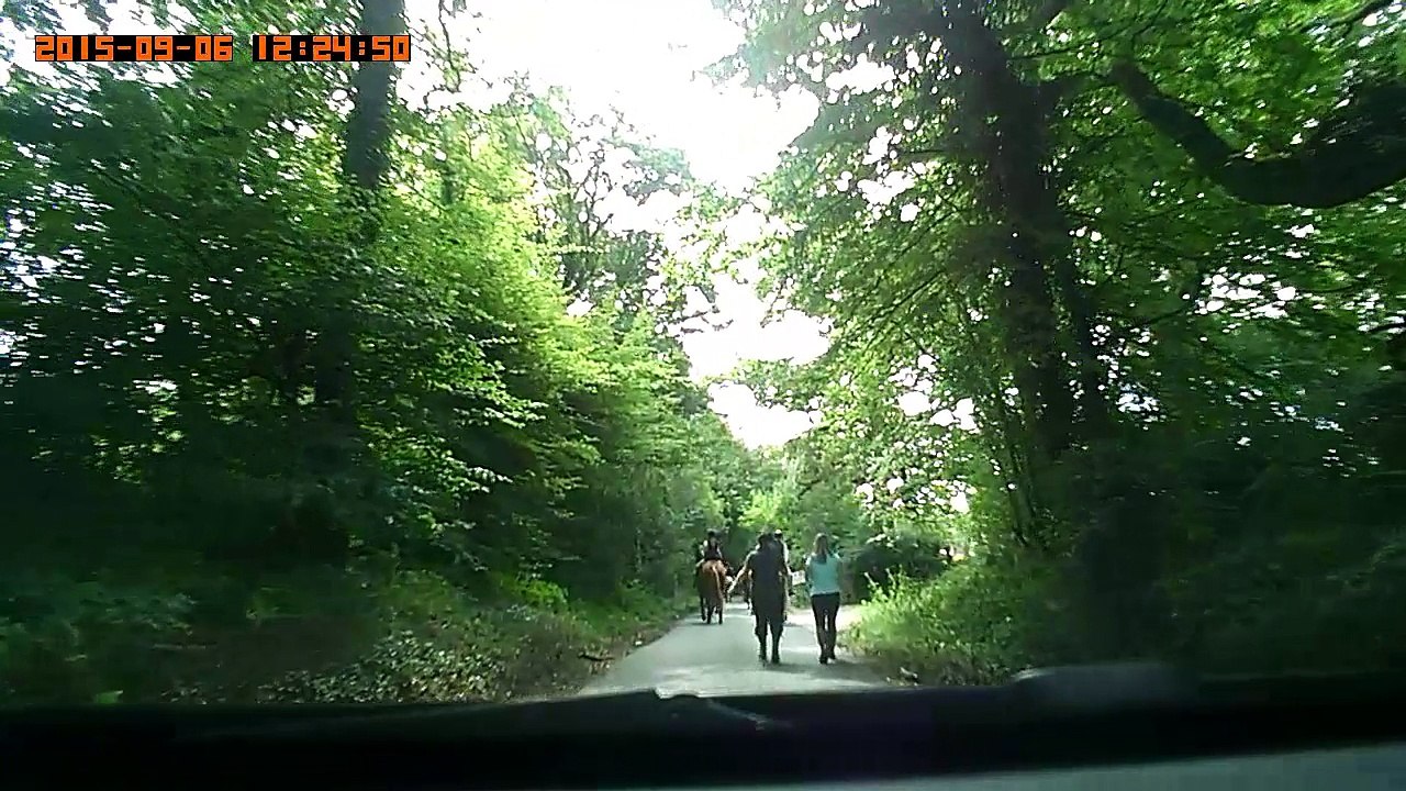 Horses. Lots of horses.