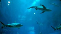 Sharks and Rays - SEA Aquarium - Singapore