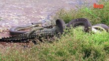 See how this python ruthlessly devour a crocodile in epic battle