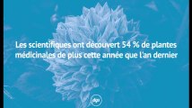 Les scientifiques ont découvert 54 % de plantes médicinales de plus cette année que l'an dernier