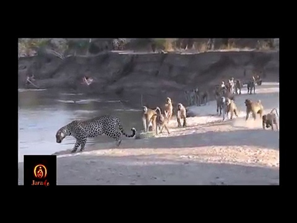 :Vahşi Hayvan Saldırıları