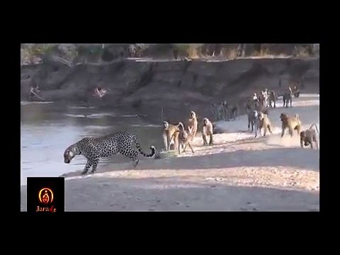 :Vahşi Hayvan Saldırıları