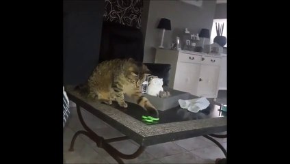 Le Hand Spinner, meilleur ami des chats