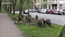 Family of wild boar in Polish city centre