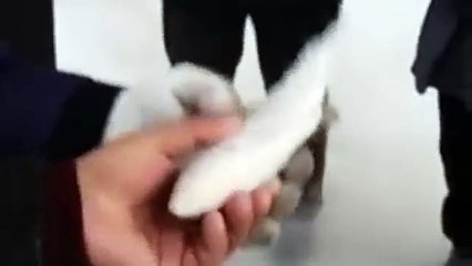 Fish is frozen & is brought back to life