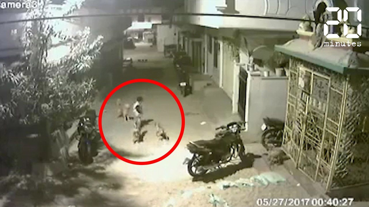 Il garde son calme lors d'une attaque de chiens errants - Le Rewind du lundi 29 mai 2017