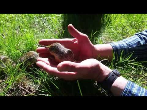 Squirrels' First Encounter With Humans Is a Magical Moment to Behold