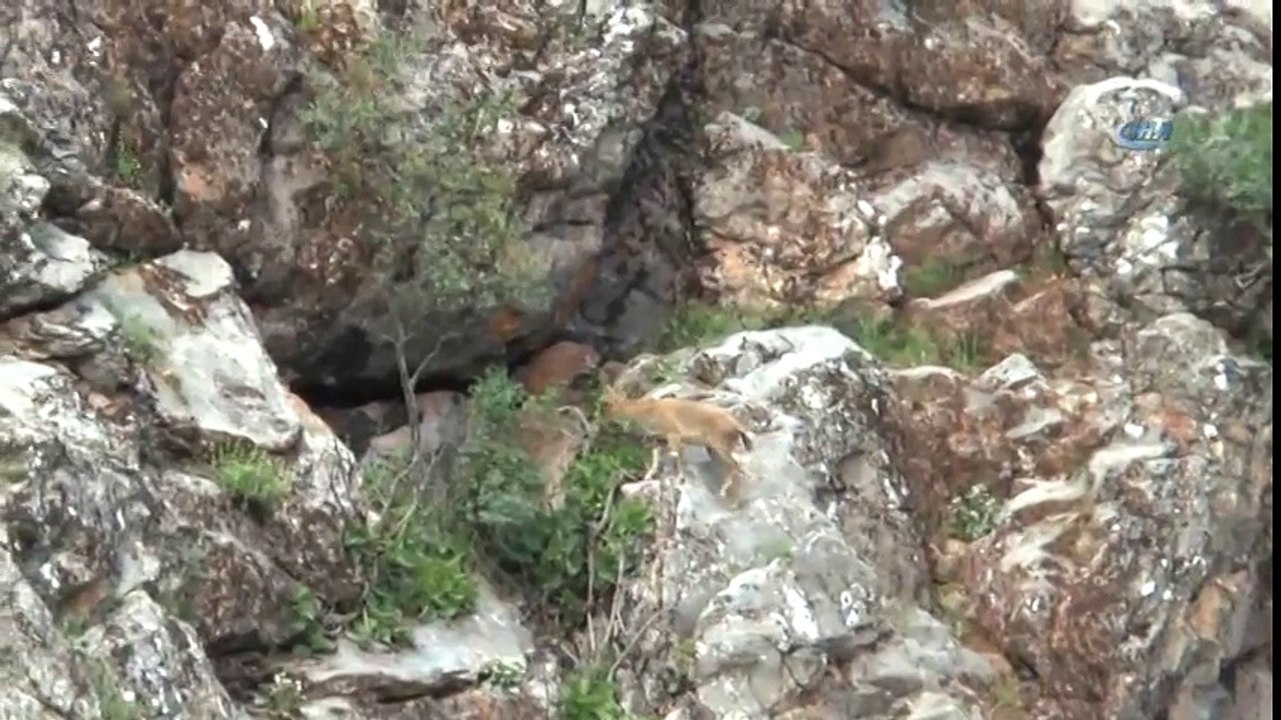 Dağ Keçilerinin Tehlikeli Yolculuğu