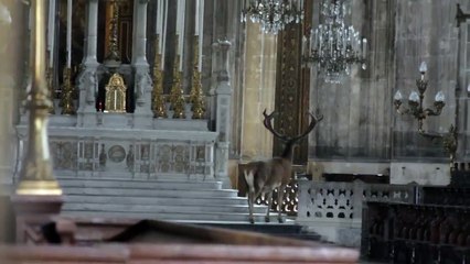 Un cerf dans l'église Saint-Eustache à Paris