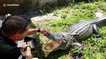 Gator trainer balances fidget spinner on alligator's nose