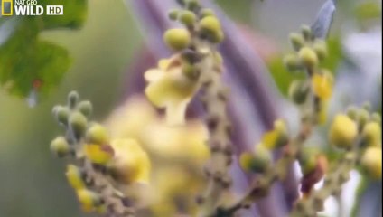 Wild Amazon (National Geographic Documentary)