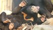 Rescued Sun Bears Enjoy Play Time