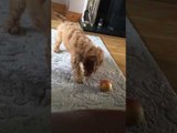 Cute Cockapoo Confused by Apple