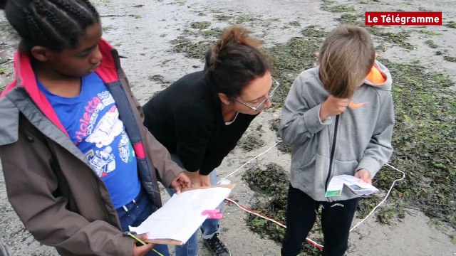 Concarneau. Les élèves aident les chercheurs à étudier la laisse de mer