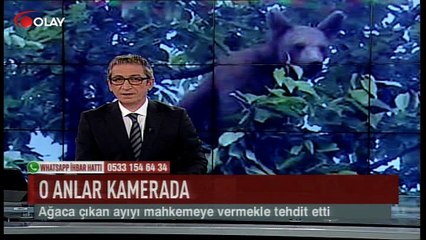 Ağaca çıkan ayıyı tehdit etti! (Haber 29 05 2017)