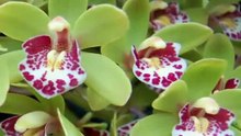 Cymbidium - Boat Orchid.