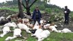 Bursa'da Yıldırım Düşmesi Sonucu 52 Koyun Düştü