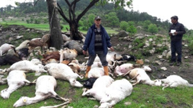 Bursa'da Yıldırım Düşmesi Sonucu 52 Koyun Düştü