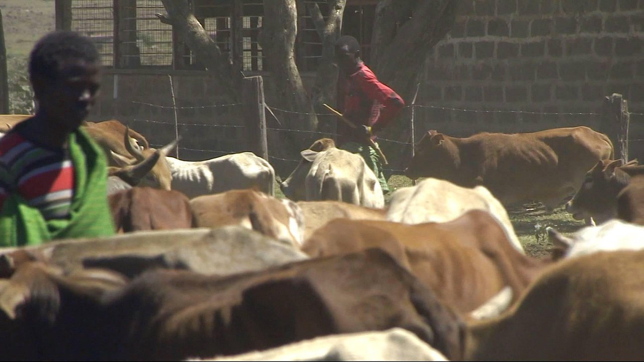 Armed herders invade protected lands in Kenya