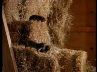 DVD National Geographic Sud Ouest - Bébés animaux