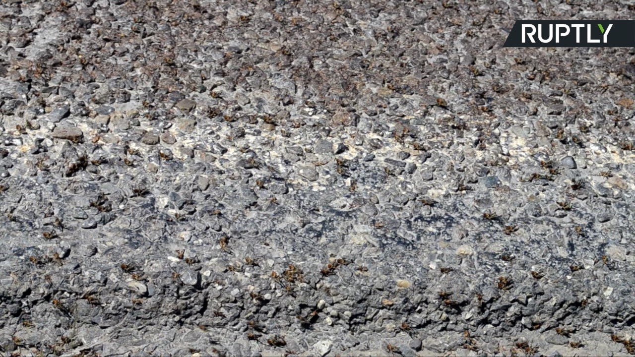 Swarms of Locusts Descend on Russian Town in Plague of Biblical Proportions