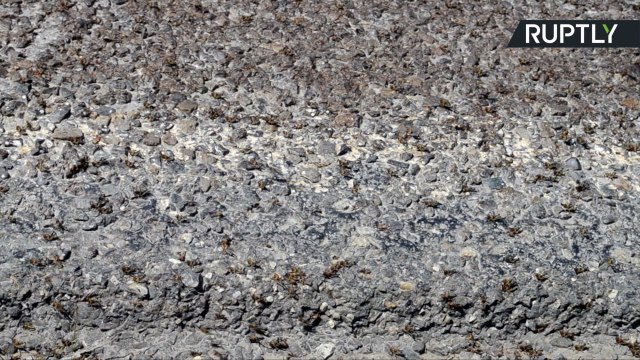 Swarms of Locusts Descend on Russian Town in Plague of Biblical Proportions