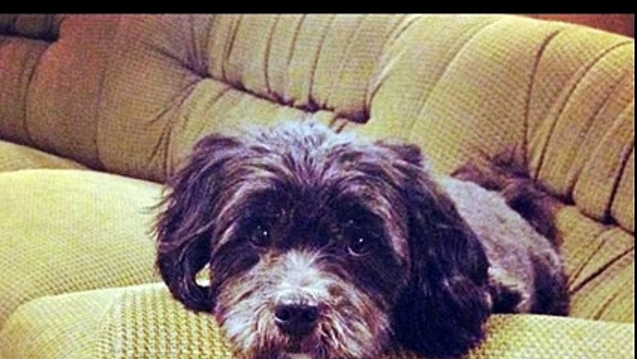 Shraddha Kapoor Lifestyle, Net Worth, Salary, House, Car, Pet, Awards, Schools, Biography And Family - YouTube