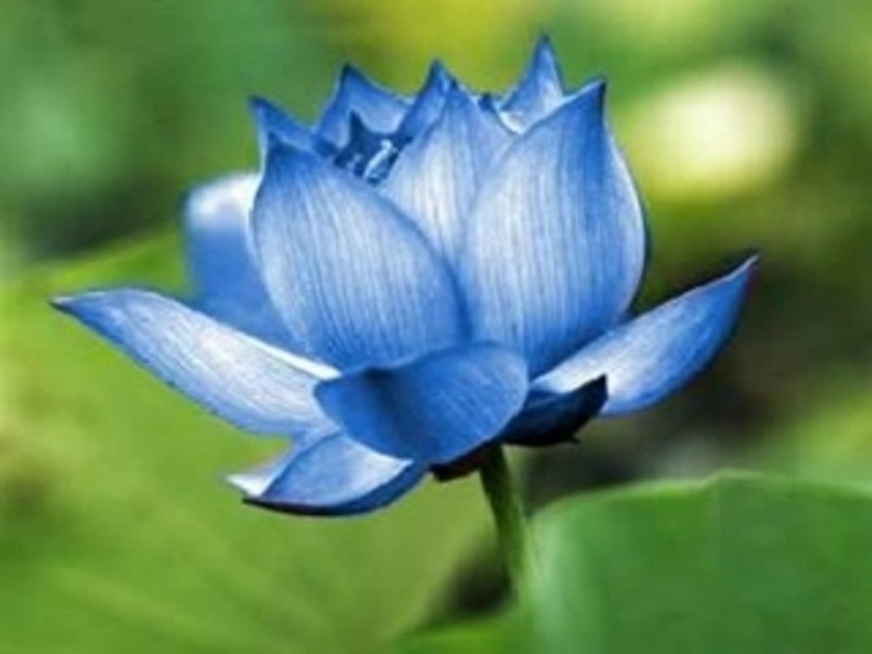 Le Sutra du Lotus