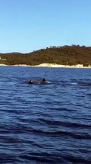 Des dauphins aperçus au large de Porquerolles