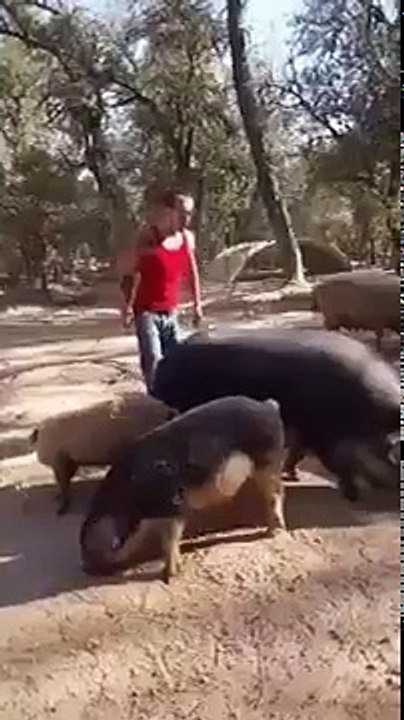 Latest 2017 funny short clips and videos