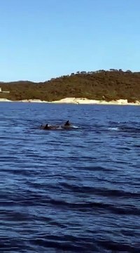 Des dauphins aperçus au large de Porquerolles (2)