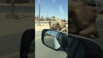 Deux dromadaires s'accouplent sur l'autoroute (Qatar)