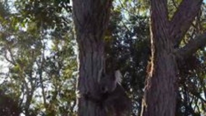 Elderly Koala Makes Her Way to Freedom