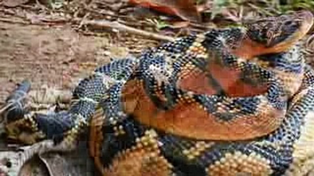 As 10 Espécies de Serpentes do Mundo