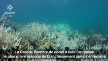 Australie: les coraux de la Grande Barrière ont encore blanchi