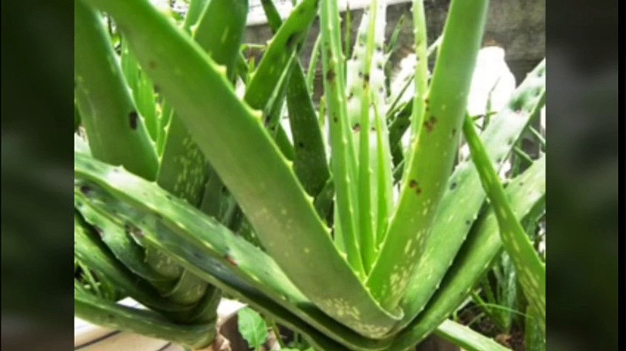 aloe vera results