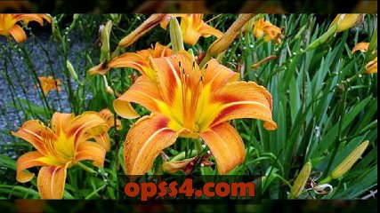 daylilies 부천오피 ⊂부천건마⊃ ⊂오피쓰⊃ O P S S 4. c 0 м