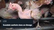 De nouvelles images montrent un élevage de poules aux conditions 