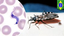 ‘Kissing bug disease’ far deadlier than previously thought