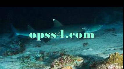 APO REEF 용인건마 오피쓰 opss4.com 용인오피