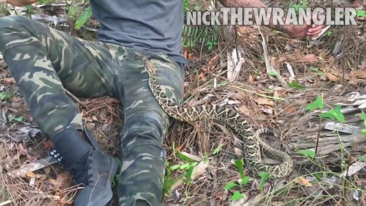 Quand tu t'assois trop pret d'un serpent mortel