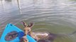 Intervention pour sauver un kangourou tombé dans un canal en australie