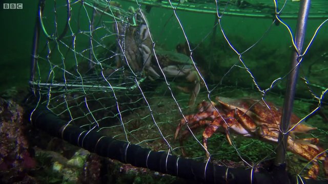 Quand le poulpe est plus intelligent que les pecheurs et leur vole leurs crabes