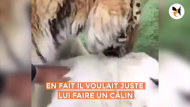 Tigre VS gros chien... Meilleurs amis du monde