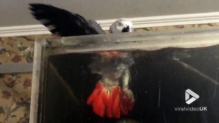 Quand ton perroquet se rafraîchit dans l'aquarium