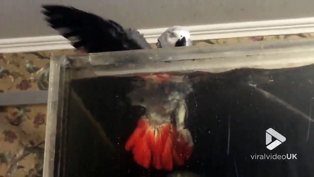 Quand ton perroquet se rafraîchit dans l'aquarium